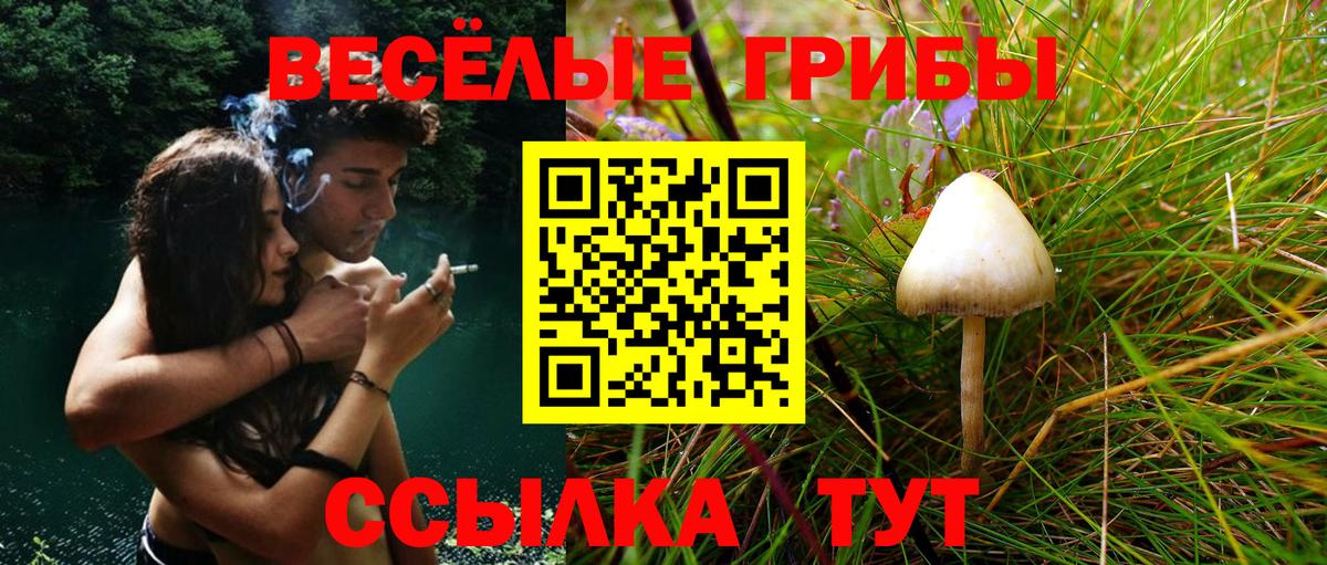 Псилоцибиновые грибы Psilocybine cubensis Десногорск
